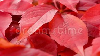 美丽的秋红落叶